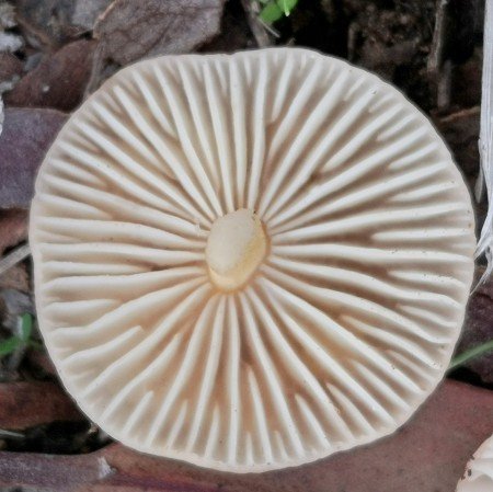 The gills are widely spaced and do NOT continue down the stem.