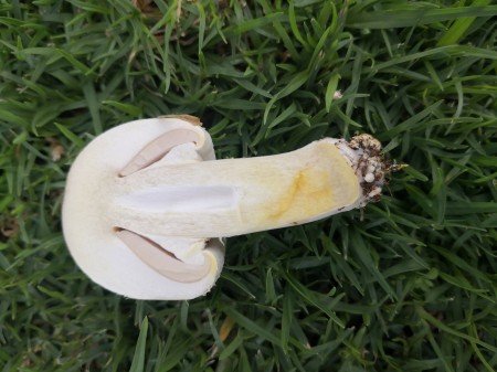 True to their name, Yellow Stainers turn bright yellow shortly after being damaged.