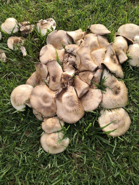 A cluster of Yellow Stainers
