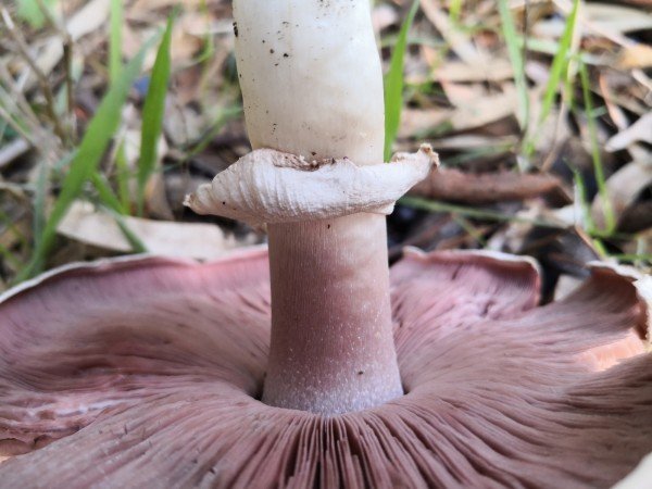 The ring is easily broken or removed and the gills start whitish and develop a greyish tinge as they mature.