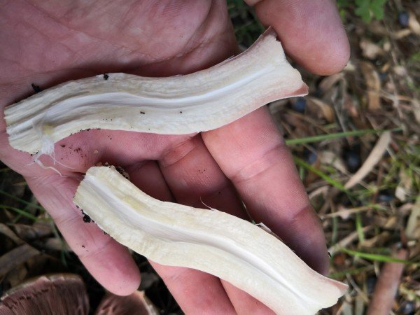 Mature Yellow Stainer stems are hollow.