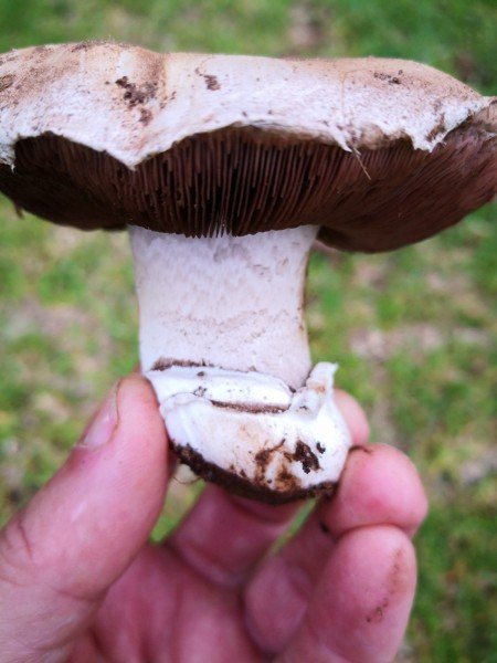 The double ring is the distinguishing feature of Agaricus bitorquis.