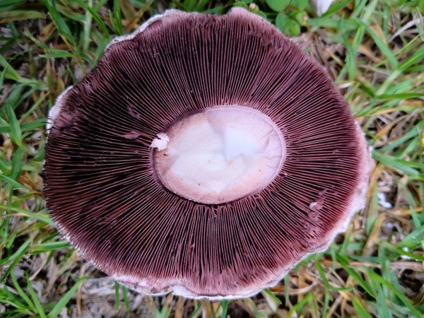 Gills are free of the stem and turn reddish brown with maturity.