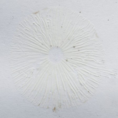 Spore print is white.