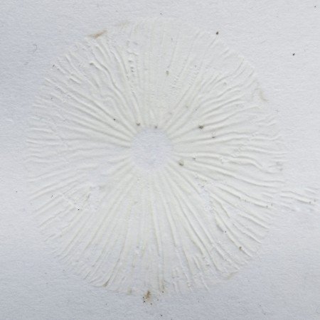 Spore print is white.
