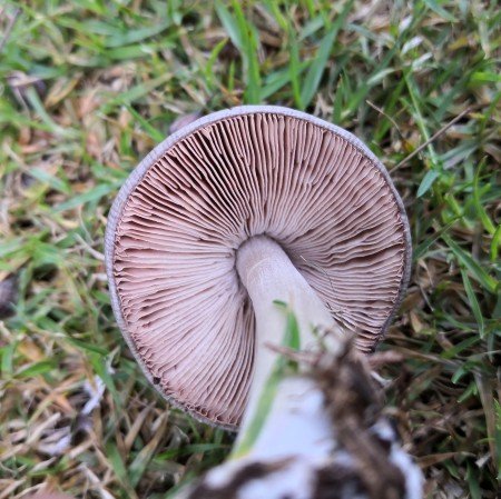 Gills start grey but turn pinkish in colour.