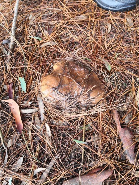 Mysterious bumps in the forest floor could be Slippery Jacks.