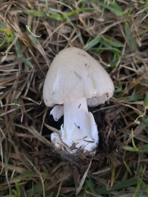 The broken veil forms the volva at the base of the stem.