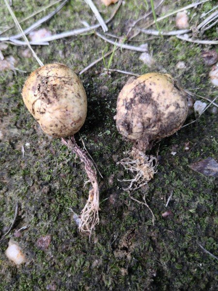 The ‘beard’ of mycelium still attached to these Rhizopogons.