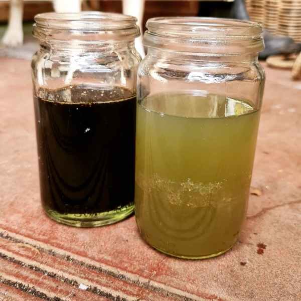 Nettle compost tea produced by the press method (left) and the traditional fermentation method (right).