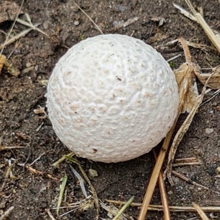 A *Calvatia*