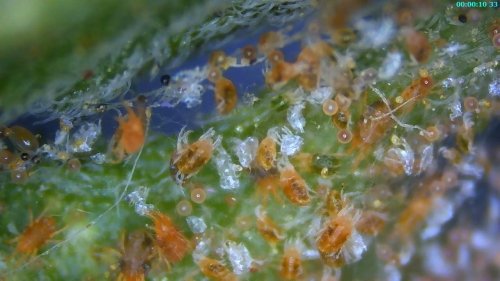 Spider Mites are a pest of the early hot weather.