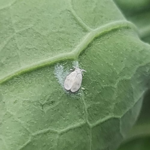 Whitefly prefer the warmth but a few can be found in the garden all year.