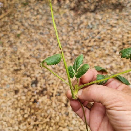 Leave a good length of stem attached to the node.