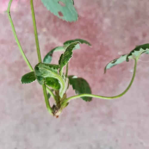This is a node. It will become a new Strawberry plant for you.