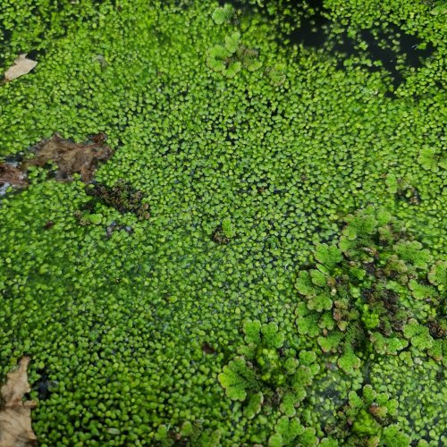 Duckweed rules in the heat.
