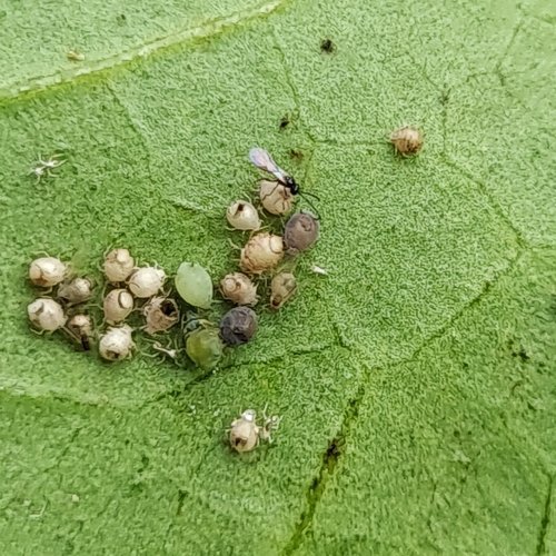 That tiny parasitic Wasp has been laying its eggs in these Green Peach Aphids