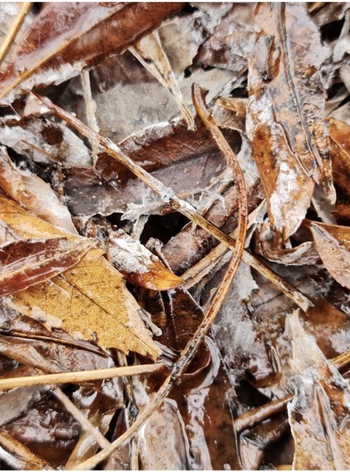 Look for leaves that are white with mycelia.