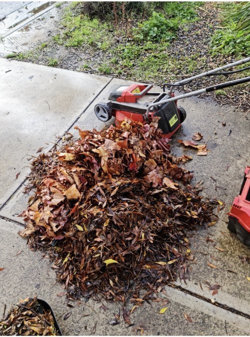 Roughly shred your leaves.