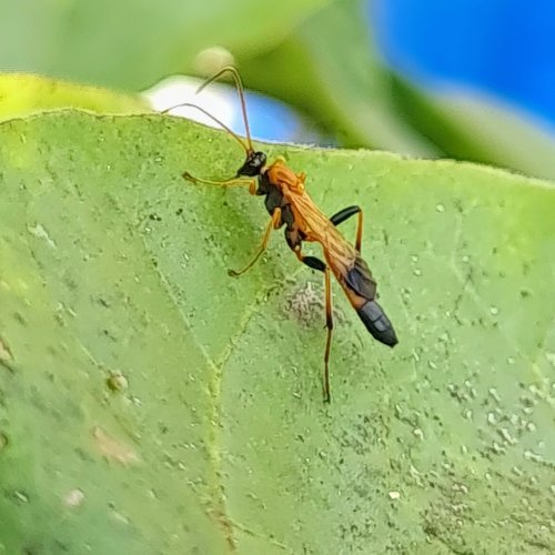 Ctenochares sp. Wasp