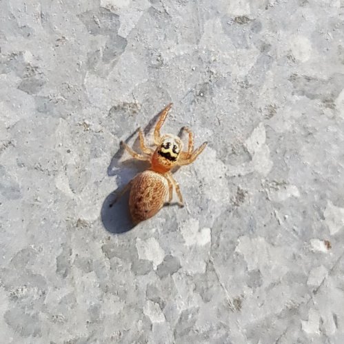 Colonus sp. spider