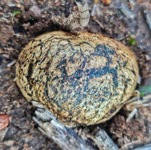 Shiny brown with black markings.