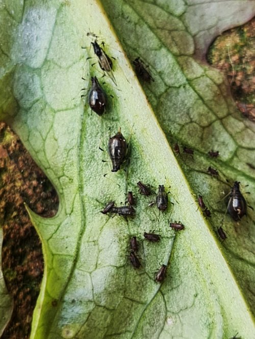 Different stages of Uroleucon on one of our Lettuces.