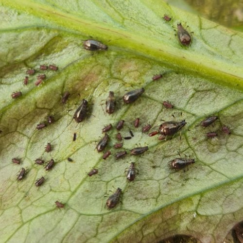 Aphids are a garden curse but, fortunately, are easy to get rid of.