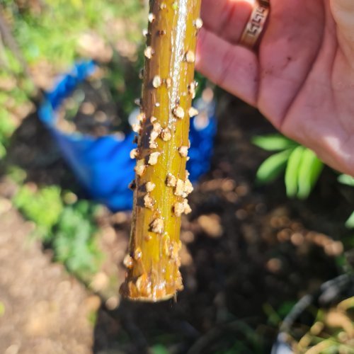 New roots will come from these white nodules.