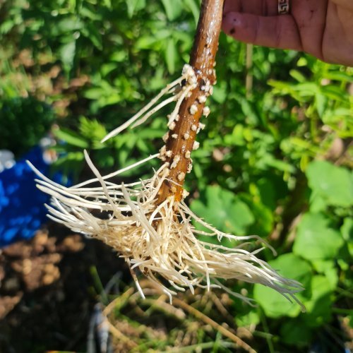 When roots have grown, it's time to plant the cuttings out.