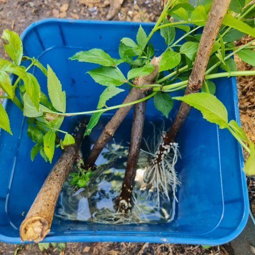 Just leave cuttings in water for a couple of weeks.