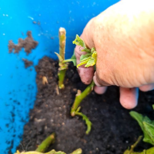 Make a hole for the cutting in damp potting mix and place the honey coated end into it.