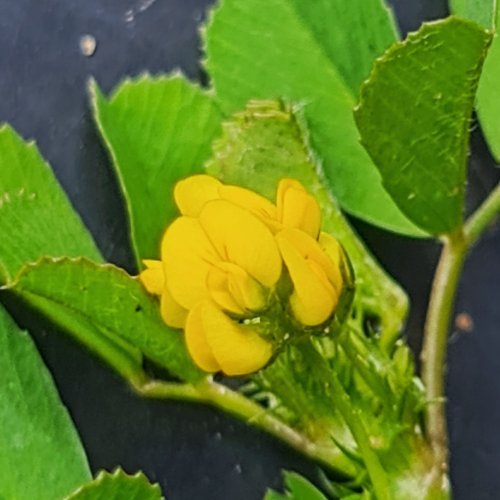 It’s a Legume.