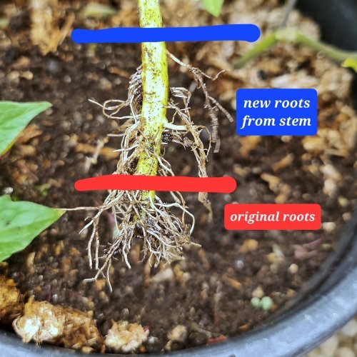 Newly grown roots from the buried stem.