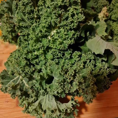Pick and wash choice pieces of Kale.