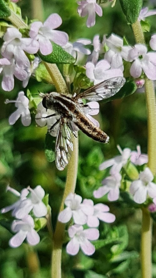 Bee Fly