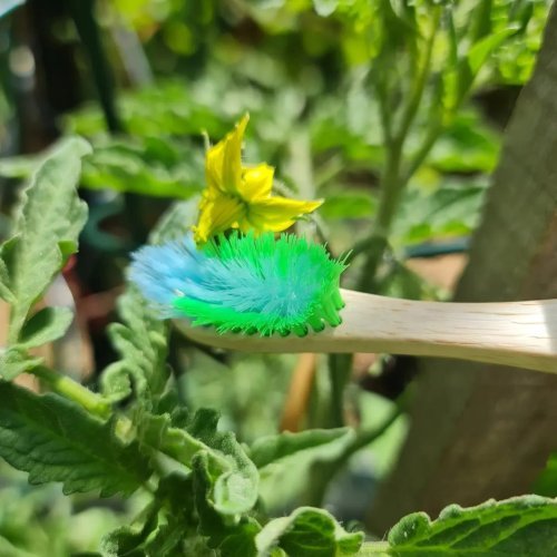 Tickle the flowers to ensure good pollination.