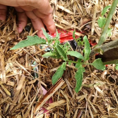 Poke the side stems into damp potting mix.