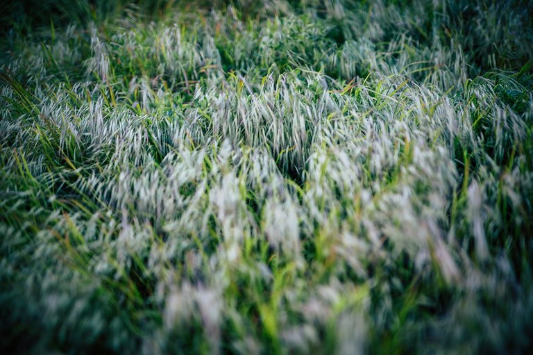 waving grass