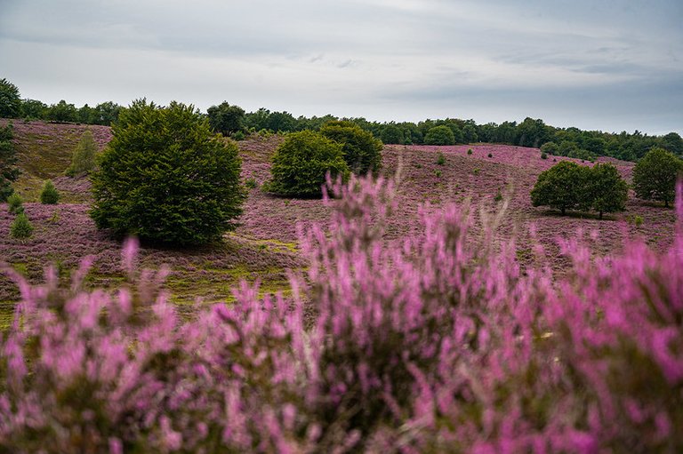 Heather landscape