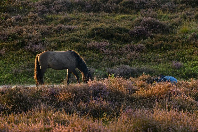 Shooting horses