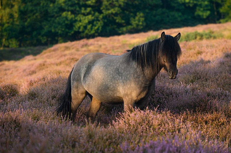 Wild horse