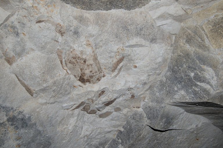 Fossile d'Inocérame typique de l'époque géologique du Cénomanien (crétacé)