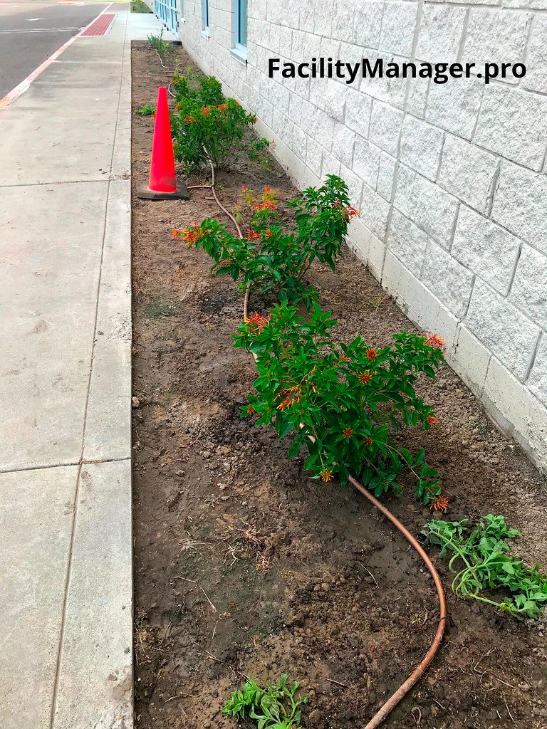 Fire bush and ice plant