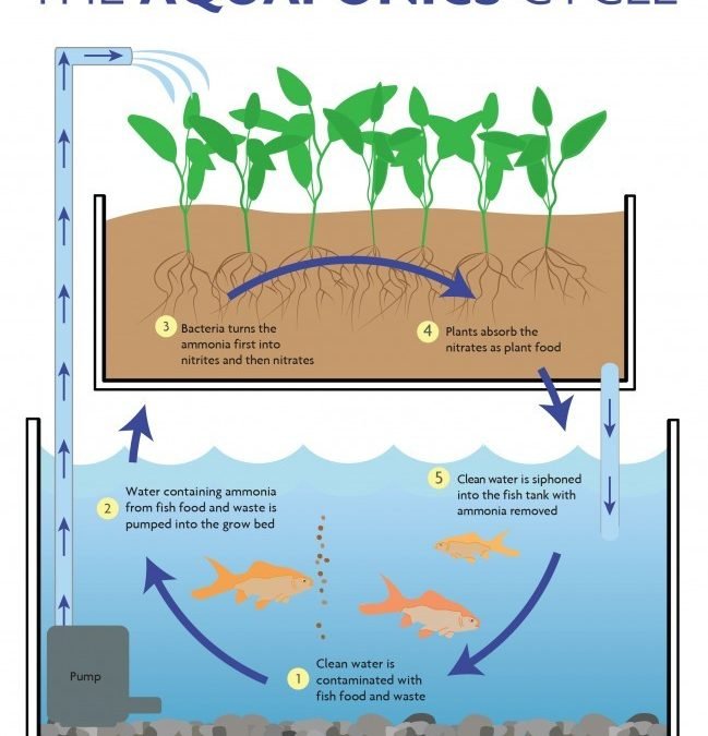 Aquaponics