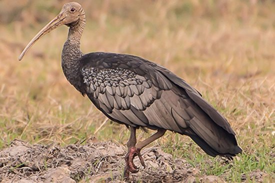 https://media-cdn.tripadvisor.com/media/photo-s/11/30/5d/32/giant-ibis-at-tmatboey.jpg