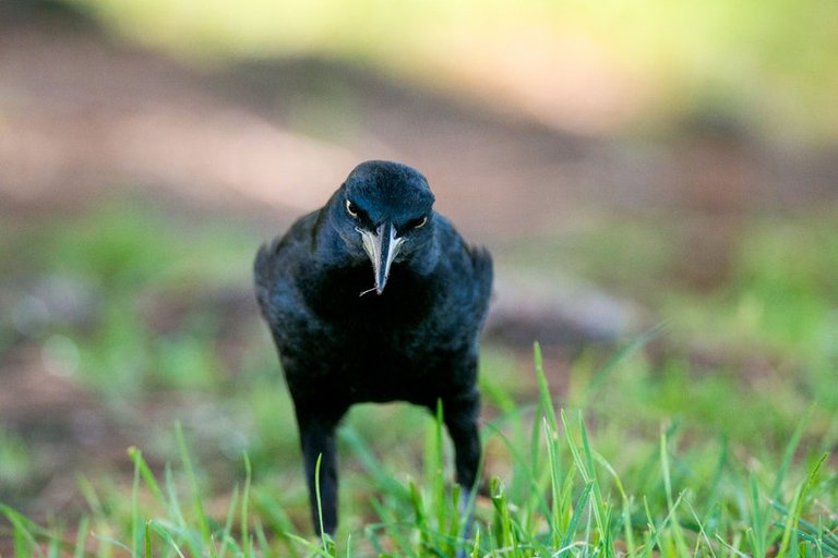 Mexican Grackle