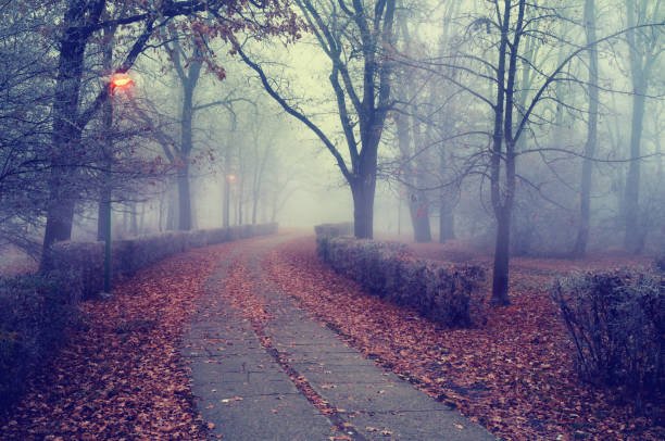 https://media.istockphoto.com/photos/walkway-through-the-misty-park-in-autumn-picture-id811010160?k=20&m=811010160&s=612x612&w=0&h=fOV1EXVkxIBRuXS3rT77TJPouYKquEkmKDAEWAtJHMY=