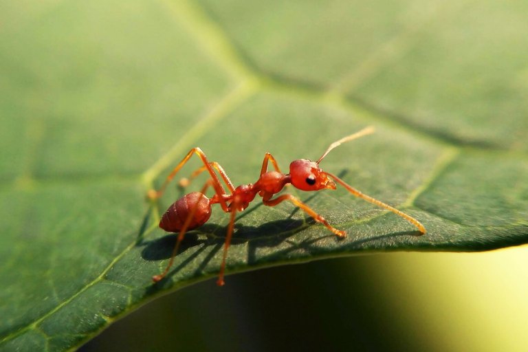 5 Minute Freewrite - My Favourite Ant