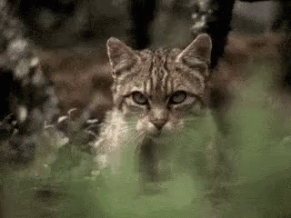 Image result for cat stalking prey gif